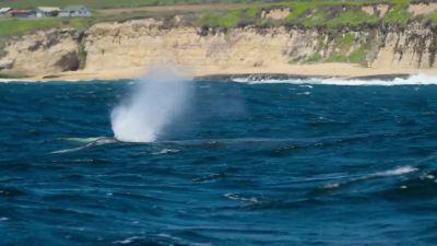 Hugging the shallow coast, - Big Beasts