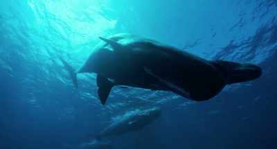 HUGUES:
This animal hunt in the deep. - Freediver