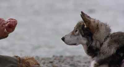 Huh? A little more? - White Fang