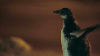 Huh! - Penguin Town