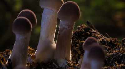 Human existence
on this Earth goes back - Fantastic Fungi
