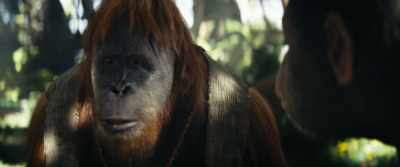 Humans are slow-witted, but... - Kingdom of the Planet of the Apes