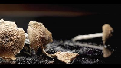 Humans have been looking for ways - The Business of Drugs