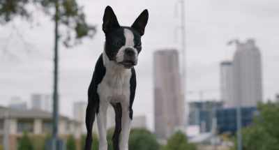 Humans trick us into thinking
that we need 'em, - Strays
