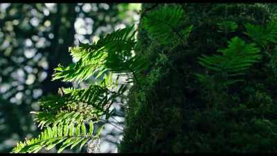 Humming - The Story of Film: A New Generation