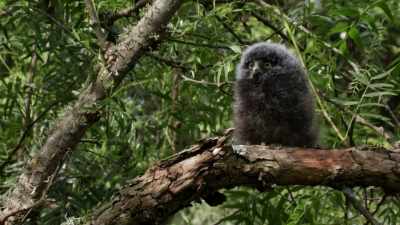 [ Humming ] - When Nature Calls with Helen Mirren