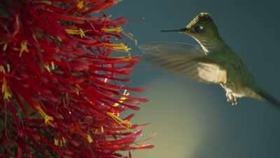 Hummingbirds come to drink
their nectar - The Green Planet