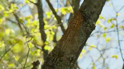 Hummingbirds, squirrels and insects - The Green Planet