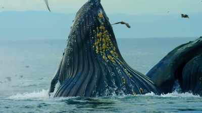 Hump Back Whales, - Blue Planet II