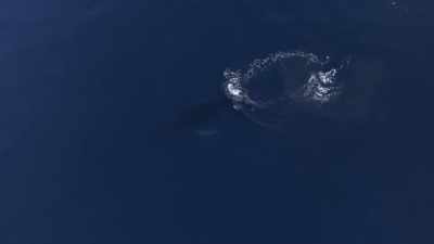 "Humpback and orcas are mortal enemies." - Secrets of the Whales