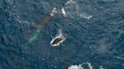 Humpback whales are dwarfed
in comparison. - Seven Worlds, One Planet