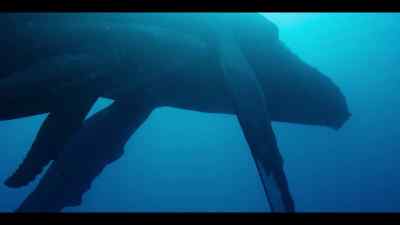 Humpbacks are intelligent and sensitive. - Our Oceans