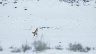 Hundreds of small rodents
called voles - Epic Yellowstone