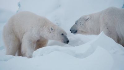 Hundreds of thousands of years of evolution - A World of Calm