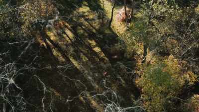 Hundreds of trees can be
interconnected by these webs. - The Green Planet