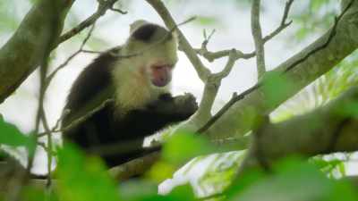 Hungry Chico tries one last tactic. - Wild Babies
