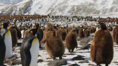 Hungry and over-excited. - Blue Planet II
