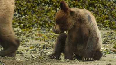 Hungry Spruce can't put it off any longer. - Wild Babies
