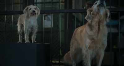 Hunter! Hunter! Hunter! Hunter! - Strays