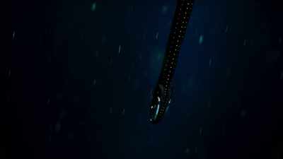 Hunters illuminate themselves, - Blue Planet II