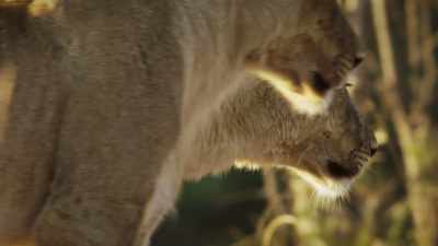 Hunting as a pride, - Super/Natural