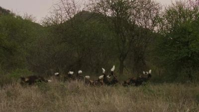 Hunting away from the den has paid off. - Chasing the Rains