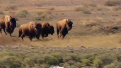 Hunting buffalo was
difficult and dangerous. - The American Buffalo