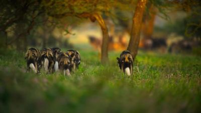 Hunting dogs. - Our Planet