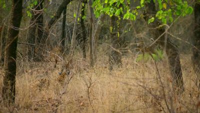 Hunting is even more difficult for a male. - Big Beasts