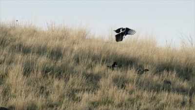 Hunting is strictly prohibited
in Yellowstone today, - Yellowstone: One-Fifty
