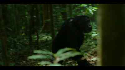 Hunting is tough for Richmond. - Chimp Empire