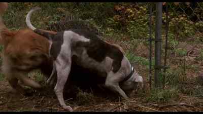 Hurry! Come on! - Homeward Bound: The Incredible Journey