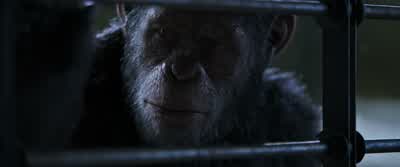 Hurry, you must go. - War for the Planet of the Apes
