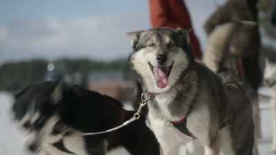 [huskies barking] - The Reluctant Traveler with Eugene Levy