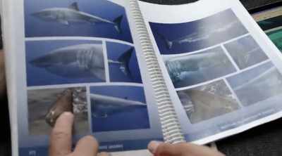 HUVENEERS: We'll be able
to see how much time - Shark Attack Files