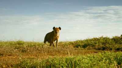 HYENA HEES - Serengeti