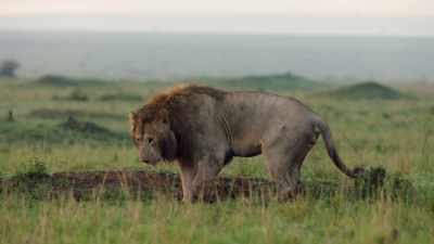 (HYENAS BARKING) - Dynasties