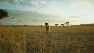 HYENAS CACKLE - Serengeti