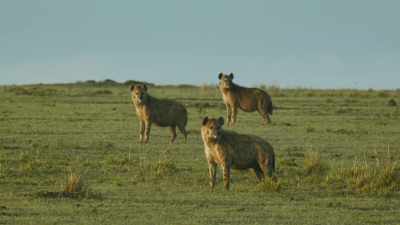 HYENAS CACKLE - Serengeti