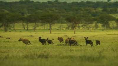 HYENAS CHATTER AND WHINE - Serengeti