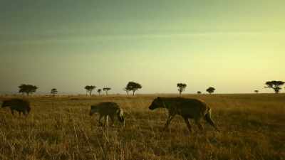 HYENAS CHATTER - Serengeti