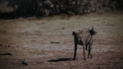 Hyenas have a chilling way to hunt young elephants. - Earth at Night in Color