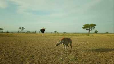 HYENAS LAUGH - Serengeti