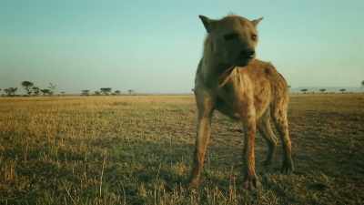 HYENAS WAIL AND CACKLE - Serengeti