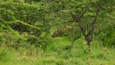 'Hyenas will kill cheetah cubs. - A Year on Planet Earth