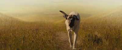I had a good life with Joe - A Dog's Journey