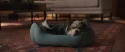 I had a lot of lives. All different. - A Dog's Journey