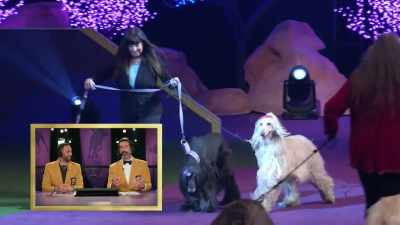 I was actually asking production
to order me 20 afghans - 2022 American Rescue Dog Show