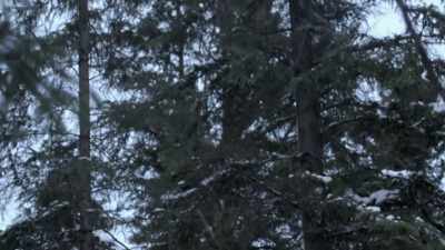 I actually don't like
working around these treetops. - Life Below Zero: Next Generation