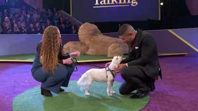 I actually felt like there were
sentences and thoughts - 2022 American Rescue Dog Show